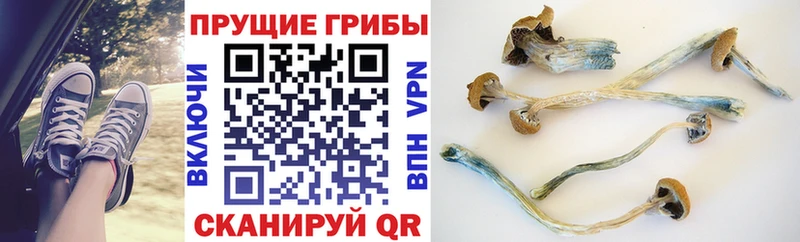 гидра зеркало  купить  цена  Жуков  Псилоцибиновые грибы GOLDEN TEACHER 